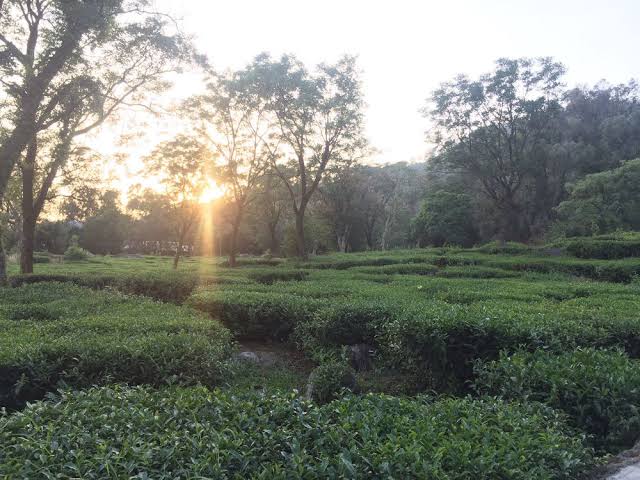 "Kangara Valley Tea Gardens